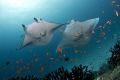   Magnificent Mantas  